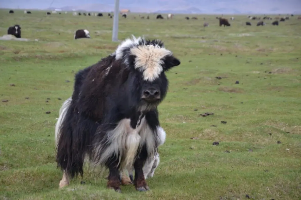 Altai Trekking tours